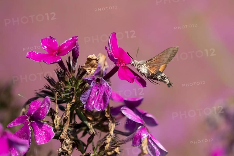 Hummingbird hawkmoth (Macroglossum stellatarum) adult moth insect in flight feeding on a garden Phlox flower in summer, England, United Kingdom