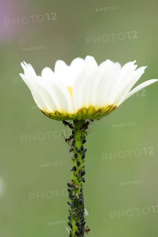 Black bean aphid or Greenfly (Aphis fabae) adult insects on an Oxeye daisy flower stem in summer, England, United Kingdom