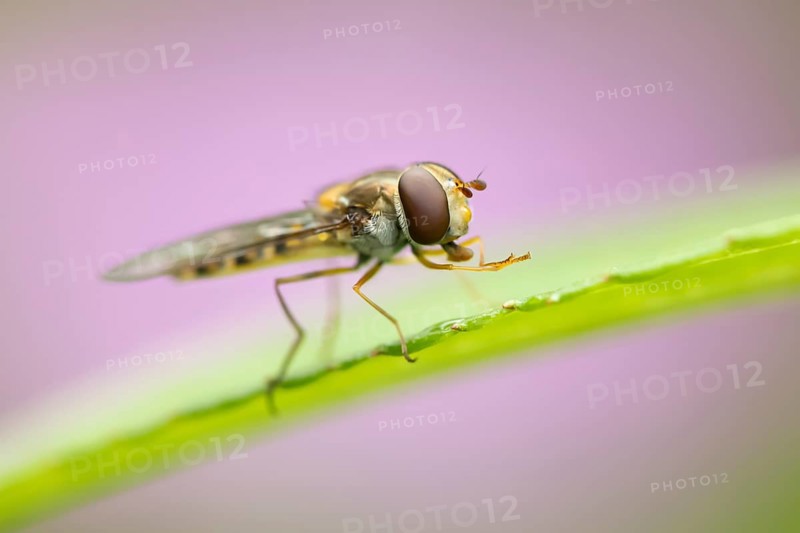 Common hoverfly (Eupeodes corollae) adult insect resting on a garden plant leaf in summer, England, United Kingdom