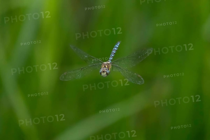 Migrant hawker dragonfly (Aeshna mixta) adult insect flying in summer, England, United Kingdom