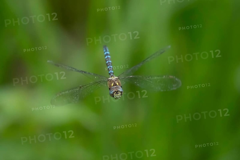 Migrant hawker dragonfly (Aeshna mixta) adult insect in flight in summer, England, United Kingdom