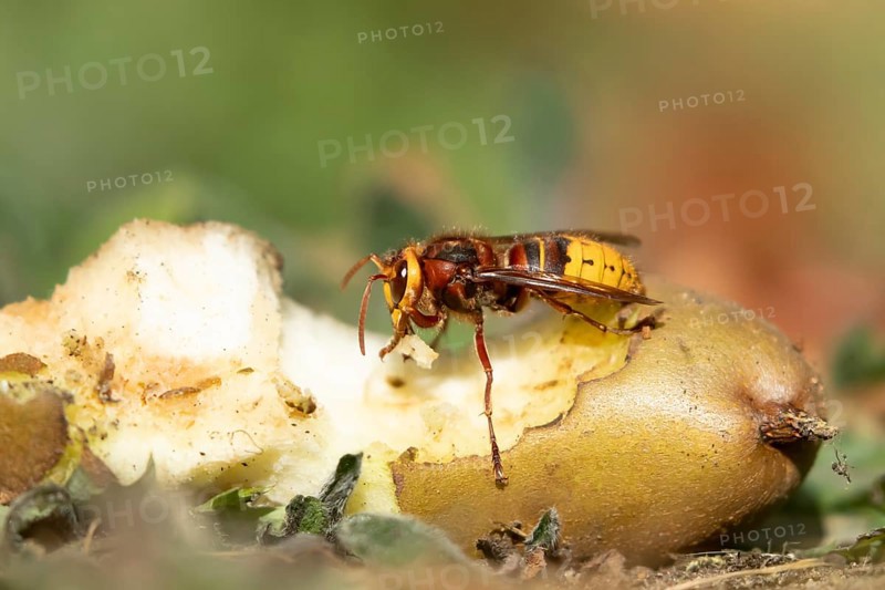 European hornet (Vespa crabro) adult insect feeding on a fallen pear fruit in a garden in summer, England, United Kingdom