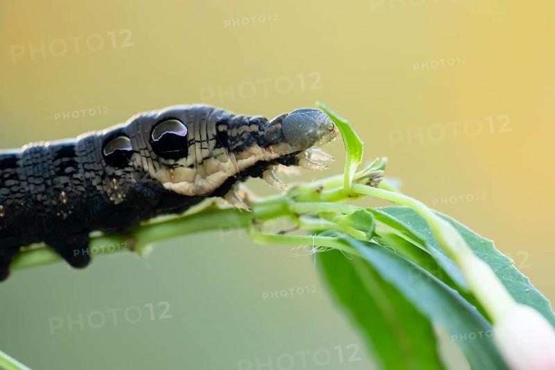 Elephant hawkmoth (Deilephila elpenor) adult moth insect caterpillar or larva feeding on a garden Fuchsia plant leaf in summer, England, United Kingdom