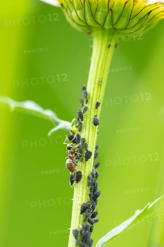 Black bean aphid or Greenfly (Aphis fabae) adult insects and an ant on an Oxeye daisy flower stem in summer, England, United Kingdom