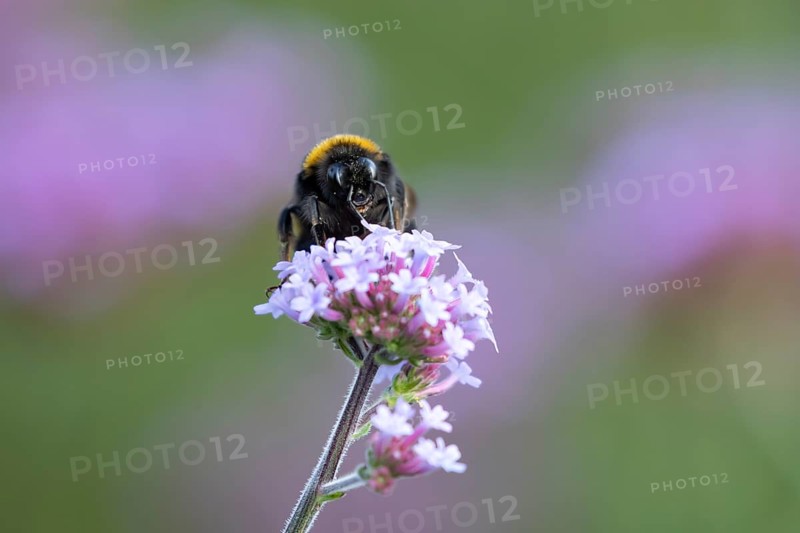 Buff tailed bumblebee (Bombus terrestris) adult bee insect feeding on a garden Verbena bonariensis flower in summer, England, United Kingdom