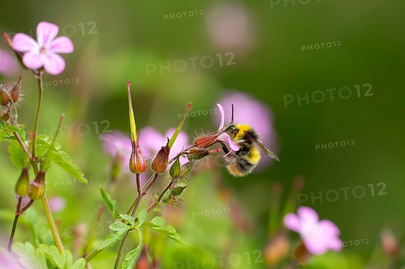 Early bumblebee (Bombus pratorum) adult bee insect feeding on a garden Herb robert flower in summer, England, United Kingdom