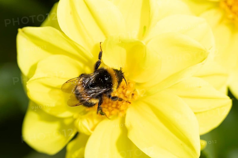 Garden bumblebee (Bombus hortorum) adult bee insect feeding on a garden Dahlia flower in summer, England, United Kingdom