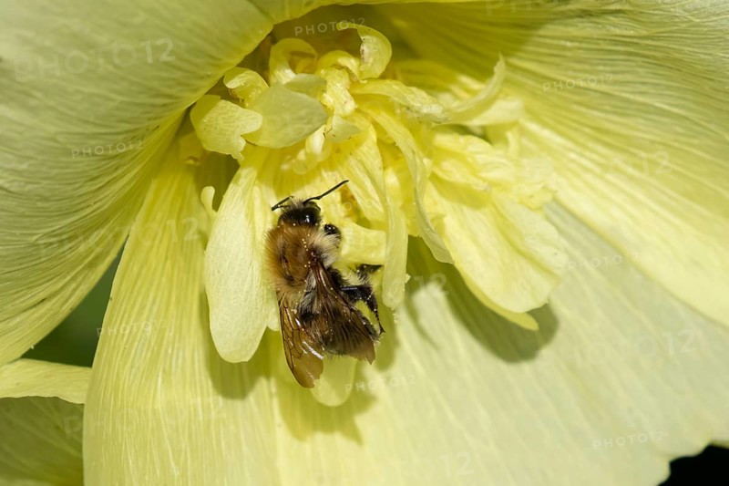 Common carder bumblebee (Bombus pascuorum) adult bee insect feeding on a garden Hollyhock flower in summer, England, United Kingdom