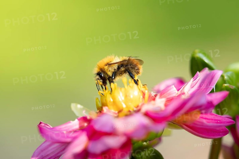 Common carder bumblebee (Bombus pascuorum) adult bee insect feeding on a garden Dahlia flower in summer, England, United Kingdom