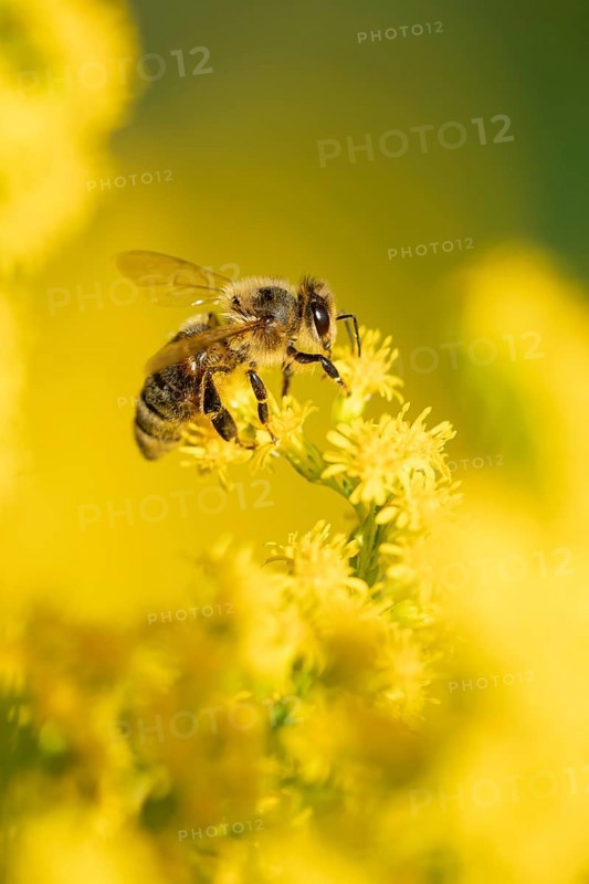European honey bee (Apis mellifera) adult insect feeding on a garden yellow Golden rod flower in summer, England, United Kingdom