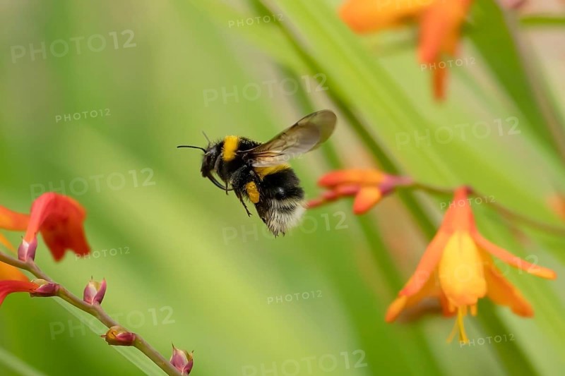 Buff tailed bumblebee (Bombus terrestris) adult bee insect flying in a garden in summer, England, United Kingdom