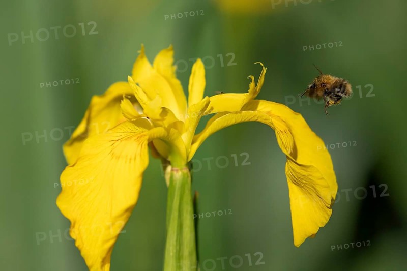Common carder bumblebee (Bombus pascuorum) adult bee insect flying towards a Yellow flag iris flower in spring, England, United Kingdom
