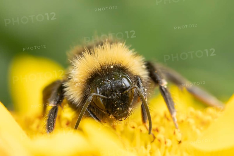 Buff tailed bumblebee (Bombus terrestris) adult bee insect feeding on a garden sunflower flower in summer, England, United Kingdom