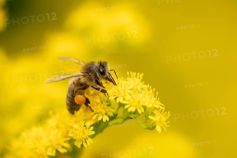 European honey bee (Apis mellifera) adult insect feeding on a garden yellow Golden rod flower in summer, England, United Kingdom