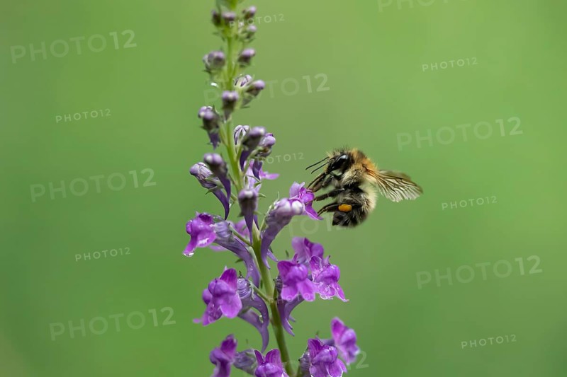 Common carder bumblebee (Bombus pascuorum) adult bee insect feeding on a garden Toadflax flower in summer, England, United Kingdom