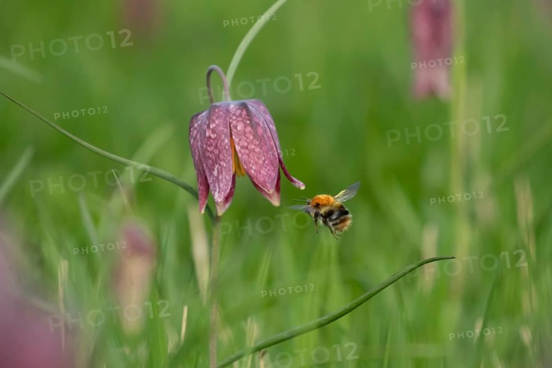 Common carder bumblebee (Bombus pascuorum) adult bee insect flying towards a Snake's head fritillary (Fritillaria meleagris) flower in spring, England, United Kingdom