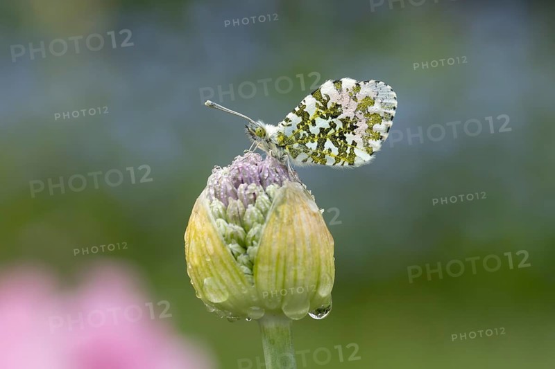 Orange tip butterfly (Anthocharis cardamines) adult insect resting on a garden Allium flower bud in spring, England, United Kingdom