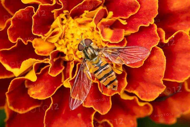 Common hoverfly (Eupeodes corollae) adult insect feeding on a garden French marigold flower in summer, England, United Kingdom