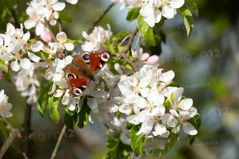 Peacock butterfly (Aglais io) adult insect feeding on fruit tree blossom flowers in spring, England, United Kingdom