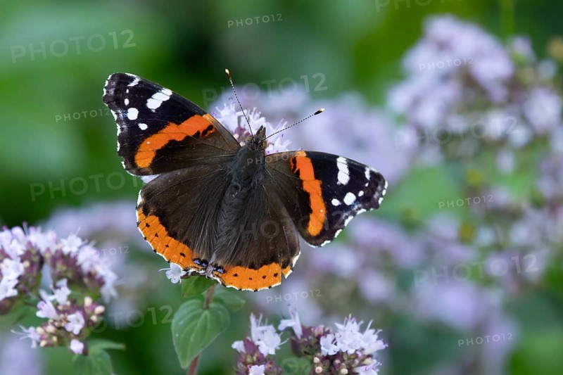 Red admiral butterfly (Vanessa atalanta) adult insect feeding on garden Wild marjoram or Oregano flowers in summer, England, United Kingdom