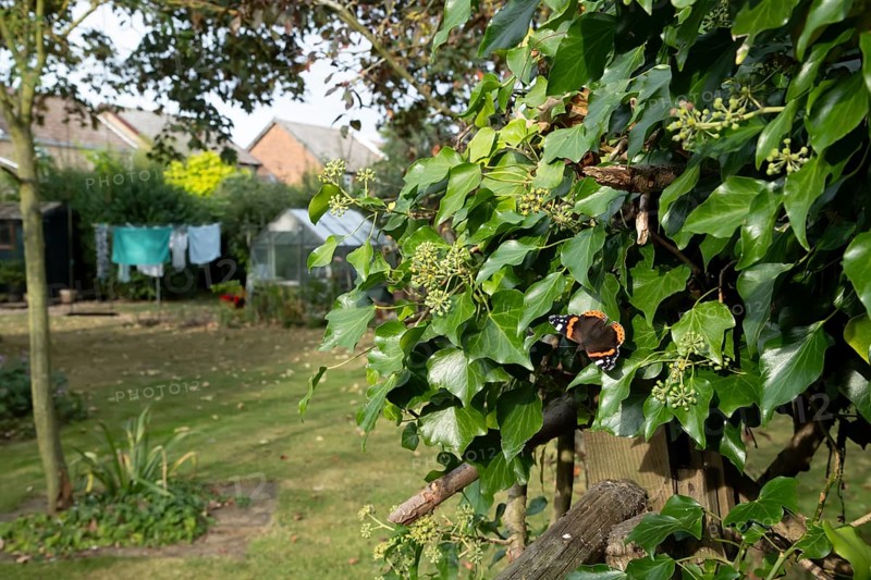 Red admiral butterfly (Vanessa atalanta) adult insect feeding on garden Ivy flowers in autumn, England, United Kingdom