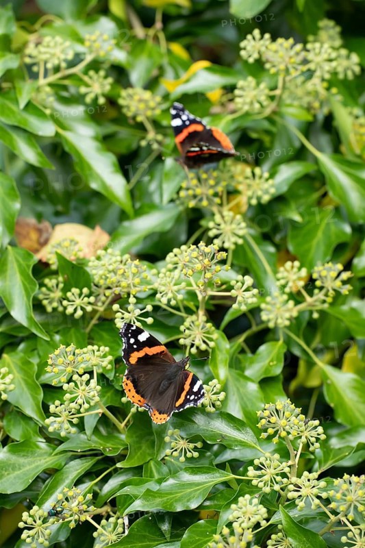 Red admiral butterfly (Vanessa atalanta) adult insect feeding on Ivy flowers in autumn, England, United Kingdom