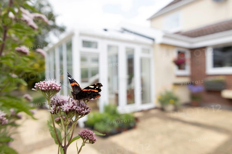 Red admiral butterfly (Vanessa atalanta) adult insect feeding on garden Hemp-agrimony flowers with an urban house in the background in summer, England, United Kingdom
