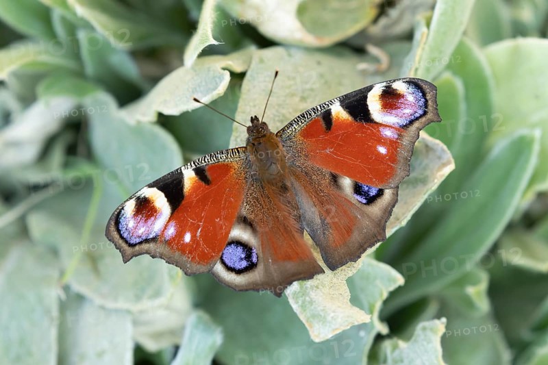 Peacock butterfly (Aglais io) adult insect resting on a garden plant leaf in summer, England, United Kingdom