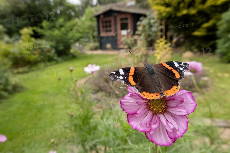 Red admiral butterfly (Vanessa atalanta) adult insect feeding on a garden Cosmos flower in summer, England, United Kingdom