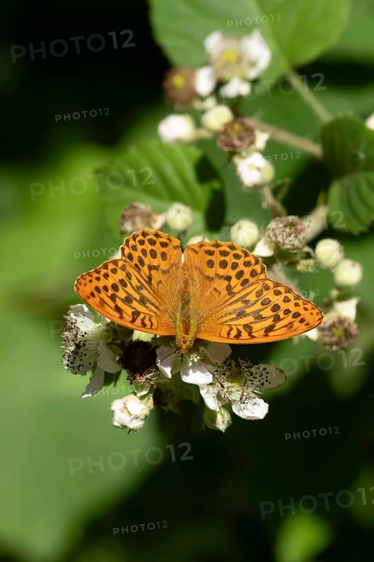 Silver-washed fritillary butterfly (Argynnis paphia) adult insect feeding on bramble flowers in summer, England, United Kingdom