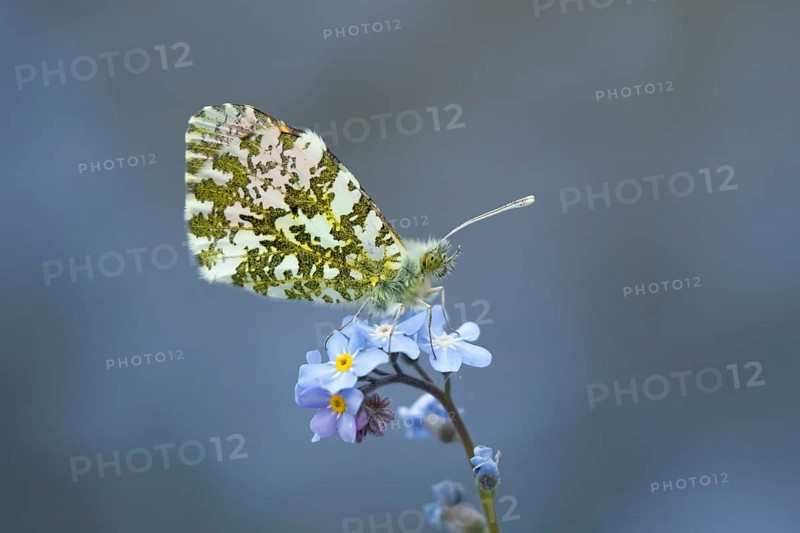 Orange tip butterfly (Anthocharis cardamines) adult insect on a garden blue Forget-me-not flower in spring, England, United Kingdom
