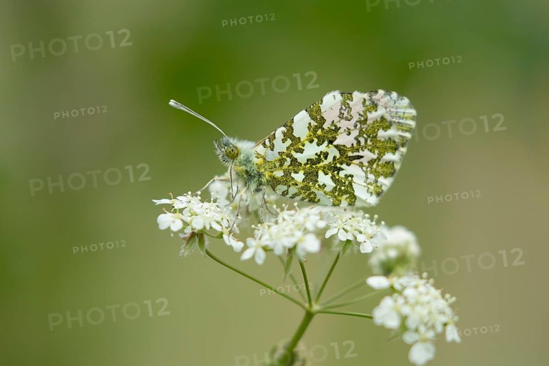 Orange tip butterfly (Anthocharis cardamines) adult insect on a garden white flower in spring, England, United Kingdom