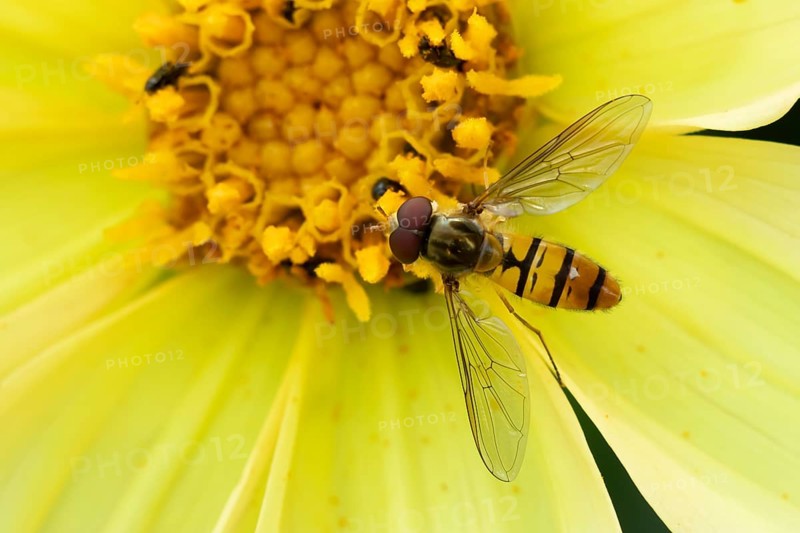 Common hoverfly (Eupeodes corollae) adult insect feeding on a garden yellow Dahlia flower in summer, England, United Kingdom
