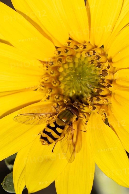 Common hoverfly (Eupeodes corollae) adult insect feeding on a garden yellow sunflower flower in summer, England, United Kingdom