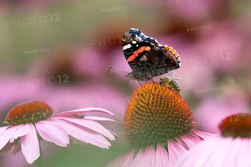 Red admiral butterfly (Vanessa atalanta) adult insect feeding on a garden purple Coneflower (Echinacea purpurea) flower in summer, England, United Kingdom