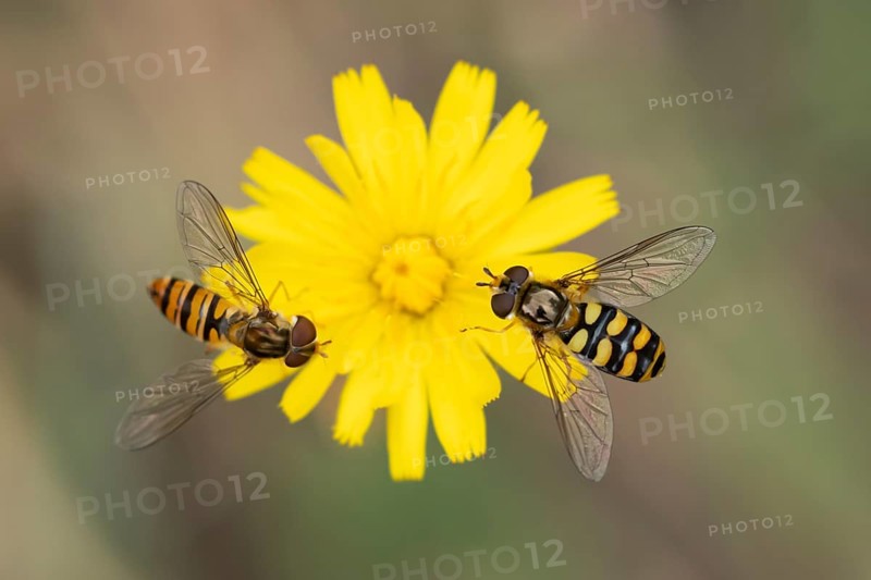 Common hoverfly (Eupeodes corollae) two adult insects feeding on a garden yellow flower in summer, England, United Kingdom