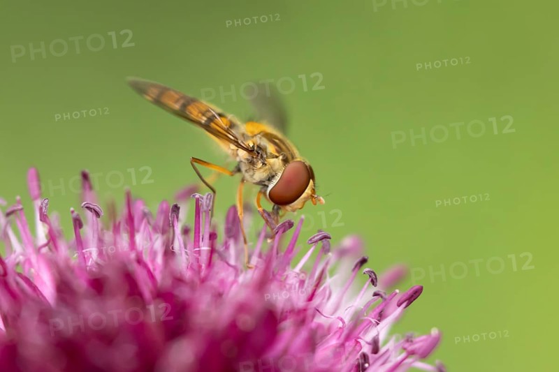 Common hoverfly (Eupeodes corollae) adult insect feeding on a garden purple Allium flower in summer, England, United Kingdom