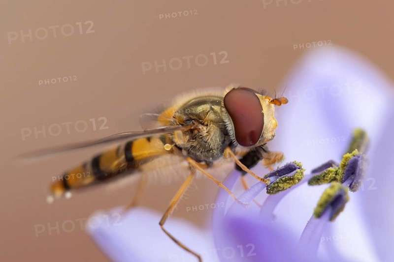 Common hoverfly (Eupeodes corollae) adult insect feeding on a garden blue Agapanthus flower in summer, England, United Kingdom