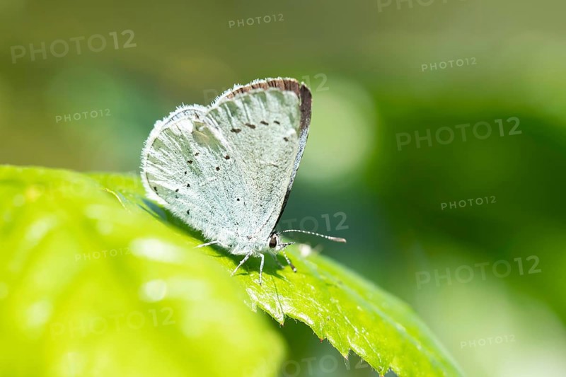 Holly blue butterfly (Celastrina argiolus) adult insect resting on a plant leaf in summer, England, United Kingdom