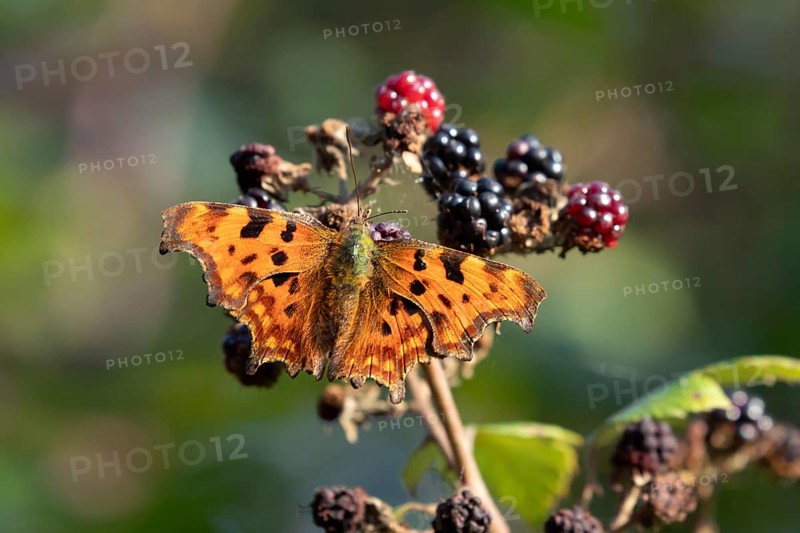 Comma butterfly (Polygonia c-album) adult insect on blackberries fruit in autumn, England, United Kingdom