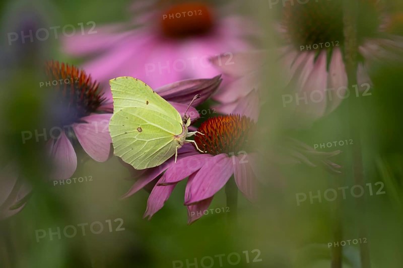 Brimstone butterfly (Gonepteryx rhamni) adult insect feeding on garden purple Coneflower (Echinacea purpurea) flower in summer, England, United Kingdom