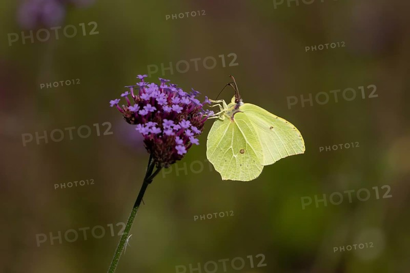 Brimstone butterfly (Gonepteryx rhamni) adult insect feeding on garden Verbena bonariensis flowers in summer, England, United Kingdom