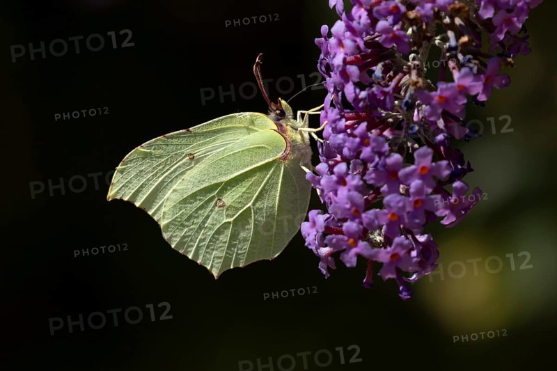 Brimstone butterfly (Gonepteryx rhamni) adult insect feeding on garden purple Buddleia or Buddleja flowers in summer, England, United Kingdom