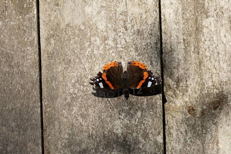 Red admiral butterfly (Vanessa atalanta) adult insect resting on a garden fence in summer, England, United Kingdom