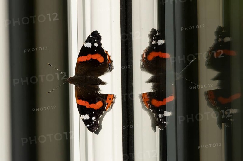 Red admiral butterfly (Vanessa atalanta) adult insect resting on a house conservatory window frame in summer, England, United Kingdom