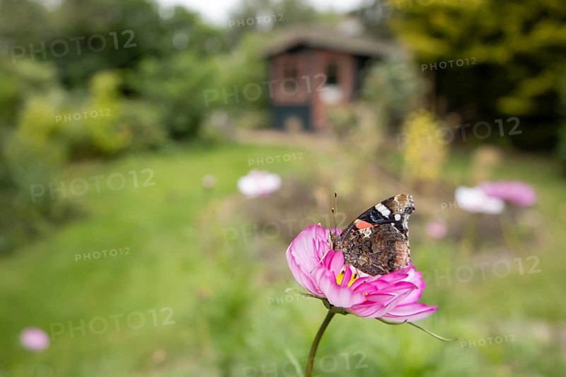 Red admiral butterfly (Vanessa atalanta) adult insect feeding on a garden Cosmos flower in summer, England, United Kingdom