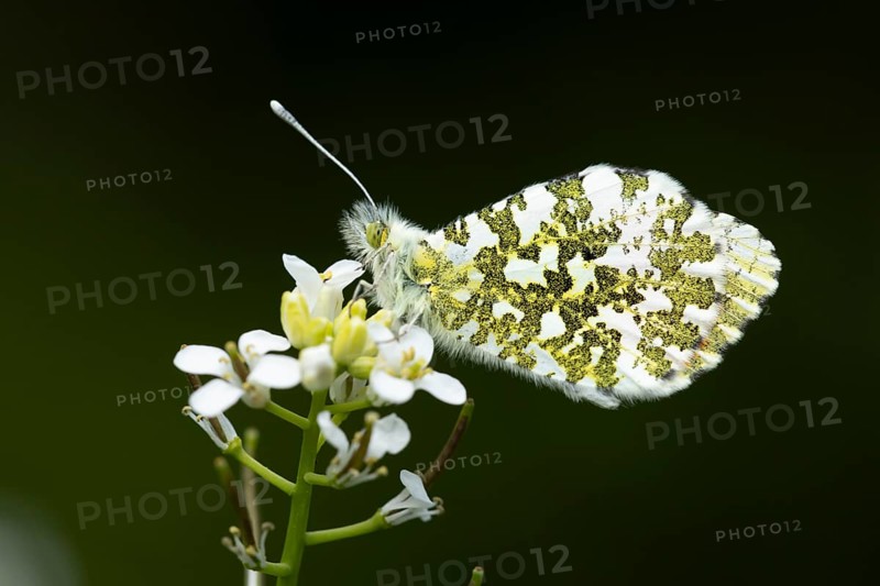 Orange tip butterfly (Anthocharis cardamines) adult insect feeding on a garden white Garlic mustard flower in spring, England, United Kingdom