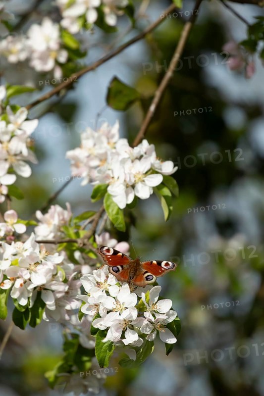 Peacock butterfly (Aglais io) adult insect feeding on fruit tree blossom flowers in spring, England, United Kingdom