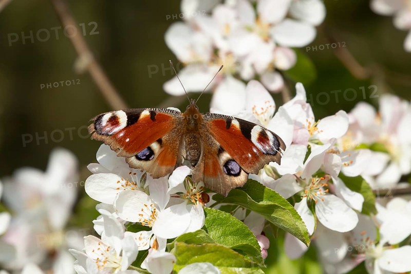 Peacock butterfly (Aglais io) adult insect feeding on fruit tree blossom flowers in spring, England, United Kingdom