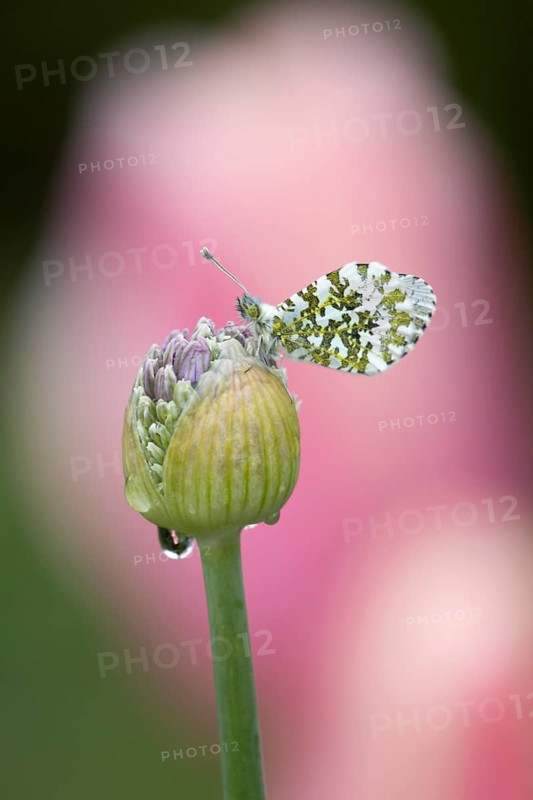 Orange tip butterfly (Anthocharis cardamines) adult insect resting on a garden Allium flower bud in spring, England, United Kingdom